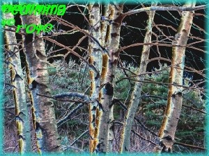 Immar,Ed-Aqua  Birches