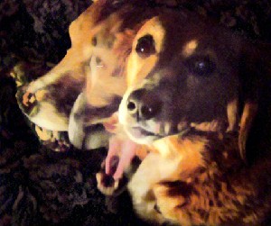 Penny's Faces