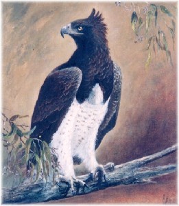 palm,rita-Martial Eagle