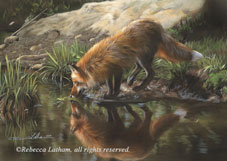 Beside Still Waters - Red Fox
