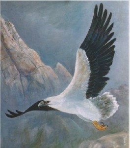 White breasted sea eagle
