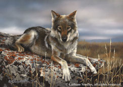 Latham,Rebecca-Eyes of the Wild - Wolf