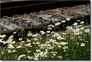 Condida,Donna M and Eric-Railroad Daisies
