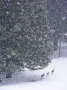 Deer in Snow Storm