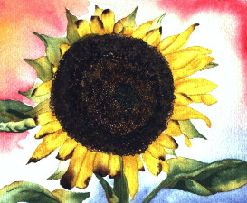 erler,lutz-sunflower 3
