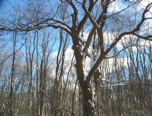 Backlit Tree with Snow