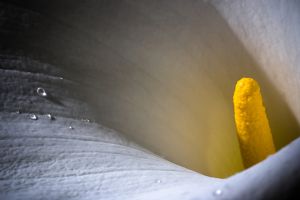 The Calla with drops of water