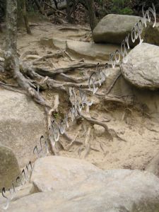 Sand Root Tree