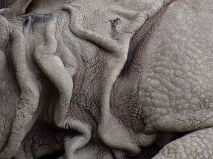 Rhino Skinscape