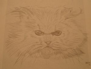 Persian Cat 4