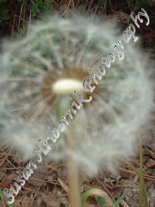 hribernik,susan-Dandelion Closeup