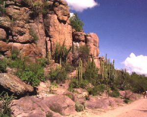 Cactus Mountain