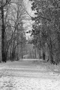 Winter path