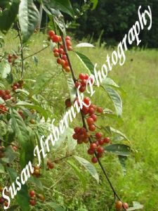 hribernik,susan-Berries