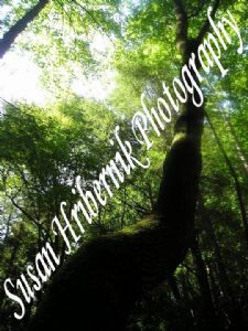 hribernik,susan-Upward Crooked Tree