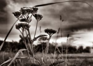 The Wind & Me