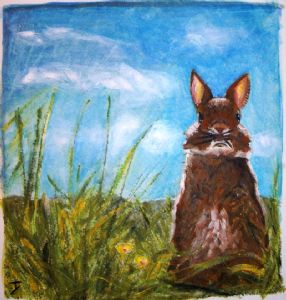 Y.,Tamara-Rabbit in field