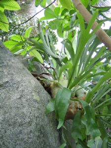Rain Forest