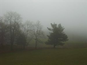 Arbres et brouillard