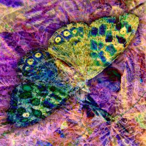 Berney,Barbara-Batik Butterfly