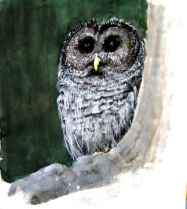 Dark Forest Owl
