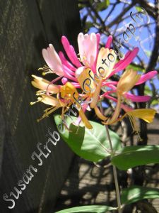 hribernik,susan-Unusual Flower