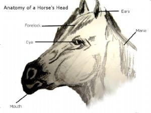 Horse's Head Illustration