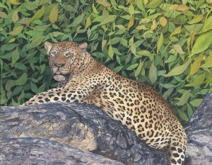 Farber,Sharon-Leopard