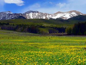 Golden Mountain Meadow