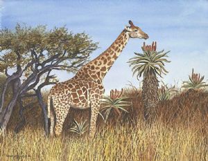 Farber,Sharon-Giraffe