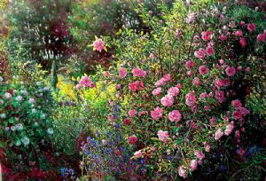 Rose garden 1