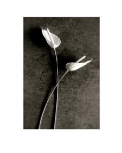 Tulip Anthurium pair