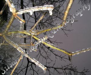 Iced Tree