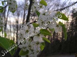 hribernik,susan-White Tree Flowers