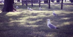 Birds in Park