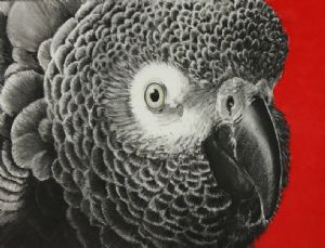 C.,Michelle-African Grey Parrot