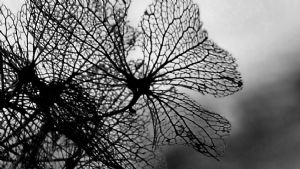 Bones of Summers Past