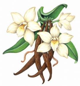 Schneider,Douglas-Vanilla Flower and Beans
