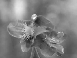 My Gray Violets