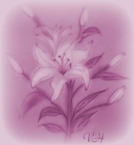 The Purple Lilly Flower