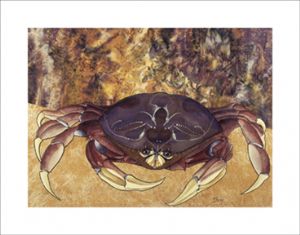 Oleary,Diane-Dungeness Crab