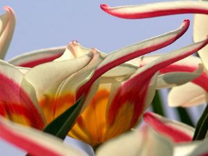Jeltes,Catherine-Saltwater Tulips #2
