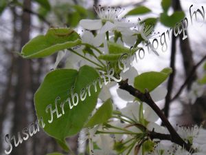 hribernik,susan-White Flowers