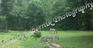 hribernik,susan-Zebra Crossing