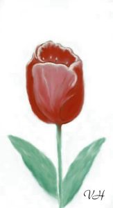 Rose Color Tulip Flower