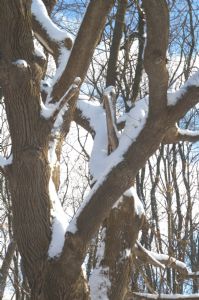 Backlit Tree with Snow
