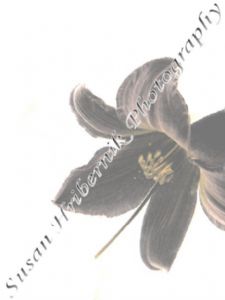 hribernik,susan-White Lily
