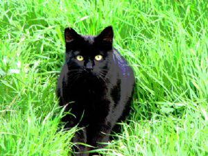 Black Cat in a Green Field
