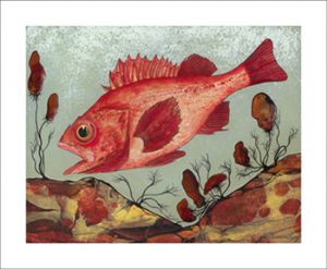 Oleary,Diane-Split-Nose Rockfish