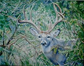 Deer in Thicket